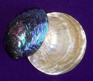 Paua and Mother-of-Pearl Oyster Shells